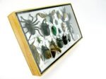 Echte exotische Insekten - Einzelstück - im 3D L-Schaukasten - Wandbild 6-A-L-11 – Bild 3