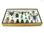 Echte exotische Insekten - Einzelstück - im 3D L-Schaukasten - Wandbild 6-A-L-11 – Bild 4