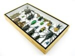 Echte exotische Insekten - Einzelstück - im 3D L-Schaukasten - Wandbild 6-A-L-11 – Bild 5