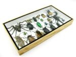 Echte exotische Insekten - Einzelstück - im 3D L-Schaukasten - Wandbild 6-A-L-11 – Bild 6
