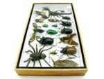 Echte exotische Insekten - Einzelstück - im 3D L-Schaukasten - Wandbild 6-A-L-11 – Bild 7