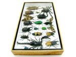 Echte exotische Insekten - Einzelstück - im 3D L-Schaukasten - Wandbild 6-A-L-11 – Bild 8