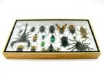 Echte exotische Insekten - Einzelstück - im 3D L-Schaukasten - Wandbild 6-A-L-11 – Bild 9