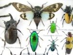 Echte exotische Insekten - Einzelstück - im 3D L-Schaukasten - Wandbild 6-A-L-11 – Bild 10