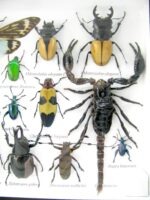 Echte exotische Insekten - Einzelstück - im 3D L-Schaukasten - Wandbild 6-A-L-11 – Bild 11