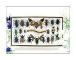 Echte exotische Insekten - Einzelstück - im 3D L-Schaukasten - Wandbild 4-A-L-12
