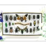 Echte exotische Insekten - Einzelstück - im 3D L-Schaukasten - Wandbild 4-A-L-12