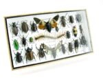 Echte exotische Insekten - Einzelstück - im 3D L-Schaukasten - Wandbild 4-A-L-12 – Bild 2