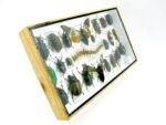 Echte exotische Insekten - Einzelstück - im 3D L-Schaukasten - Wandbild 4-A-L-12 – Bild 3