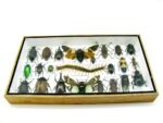 Echte exotische Insekten - Einzelstück - im 3D L-Schaukasten - Wandbild 4-A-L-12 – Bild 4