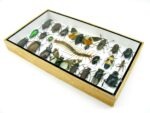 Echte exotische Insekten - Einzelstück - im 3D L-Schaukasten - Wandbild 4-A-L-12 – Bild 5