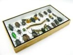 Echte exotische Insekten - Einzelstück - im 3D L-Schaukasten - Wandbild 4-A-L-12 – Bild 6