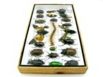 Echte exotische Insekten - Einzelstück - im 3D L-Schaukasten - Wandbild 4-A-L-12 – Bild 7