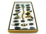 Echte exotische Insekten - Einzelstück - im 3D L-Schaukasten - Wandbild 4-A-L-12 – Bild 8