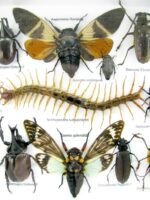 Echte exotische Insekten - Einzelstück - im 3D L-Schaukasten - Wandbild 4-A-L-12 – Bild 10