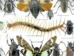 Echte exotische Insekten - Einzelstück - im 3D L-Schaukasten - Wandbild 4-A-L-12 – Bild 11
