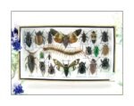 Echte exotische Insekten - Einzelstück - im 3D L-Schaukasten - Wandbild 3-A-L-13
