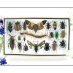 Echte exotische Insekten - Einzelstück - im 3D L-Schaukasten - Wandbild 3-A-L-13