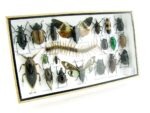 Echte exotische Insekten - Einzelstück - im 3D L-Schaukasten - Wandbild 3-A-L-13 – Bild 2