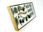Echte exotische Insekten - Einzelstück - im 3D L-Schaukasten - Wandbild 3-A-L-13 – Bild 3