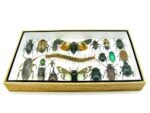 Echte exotische Insekten - Einzelstück - im 3D L-Schaukasten - Wandbild 3-A-L-13 – Bild 4