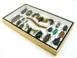 Echte exotische Insekten - Einzelstück - im 3D L-Schaukasten - Wandbild 3-A-L-13 – Bild 5