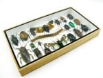 Echte exotische Insekten - Einzelstück - im 3D L-Schaukasten - Wandbild 3-A-L-13 – Bild 6