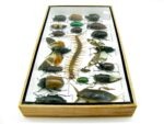 Echte exotische Insekten - Einzelstück - im 3D L-Schaukasten - Wandbild 3-A-L-13 – Bild 7