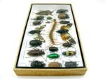 Echte exotische Insekten - Einzelstück - im 3D L-Schaukasten - Wandbild 3-A-L-13 – Bild 8