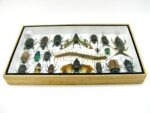 Echte exotische Insekten - Einzelstück - im 3D L-Schaukasten - Wandbild 3-A-L-13 – Bild 9