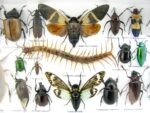 Echte exotische Insekten - Einzelstück - im 3D L-Schaukasten - Wandbild 3-A-L-13 – Bild 10