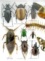 Echte exotische Insekten - Einzelstück - im 3D L-Schaukasten - Wandbild 3-A-L-13 – Bild 11