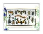 Echte exotische Insekten - Einzelstück - im 3D L-Schaukasten - Wandbild 2-A-L-14