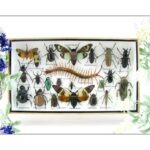 Echte exotische Insekten - Einzelstück - im 3D L-Schaukasten - Wandbild 2-A-L-14