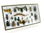 Echte exotische Insekten - Einzelstück - im 3D L-Schaukasten - Wandbild 2-A-L-14 – Bild 2