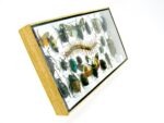 Echte exotische Insekten - Einzelstück - im 3D L-Schaukasten - Wandbild 2-A-L-14 – Bild 3