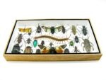 Echte exotische Insekten - Einzelstück - im 3D L-Schaukasten - Wandbild 2-A-L-14 – Bild 4