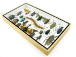 Echte exotische Insekten - Einzelstück - im 3D L-Schaukasten - Wandbild 2-A-L-14 – Bild 5