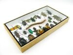 Echte exotische Insekten - Einzelstück - im 3D L-Schaukasten - Wandbild 2-A-L-14 – Bild 6
