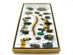 Echte exotische Insekten - Einzelstück - im 3D L-Schaukasten - Wandbild 2-A-L-14 – Bild 7