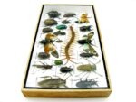 Echte exotische Insekten - Einzelstück - im 3D L-Schaukasten - Wandbild 2-A-L-14 – Bild 8