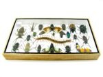 Echte exotische Insekten - Einzelstück - im 3D L-Schaukasten - Wandbild 2-A-L-14 – Bild 9