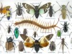 Echte exotische Insekten - Einzelstück - im 3D L-Schaukasten - Wandbild 2-A-L-14 – Bild 10