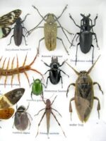 Echte exotische Insekten - Einzelstück - im 3D L-Schaukasten - Wandbild 2-A-L-14 – Bild 11