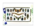 Echte exotische Insekten - Einzelstück - im 3D L-Schaukasten - Wandbild 7-A-L-15