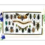 Echte exotische Insekten - Einzelstück - im 3D L-Schaukasten - Wandbild 7-A-L-15