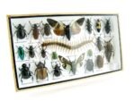 Echte exotische Insekten - Einzelstück - im 3D L-Schaukasten - Wandbild 7-A-L-15 – Bild 2