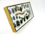 Echte exotische Insekten - Einzelstück - im 3D L-Schaukasten - Wandbild 7-A-L-15 – Bild 3