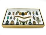 Echte exotische Insekten - Einzelstück - im 3D L-Schaukasten - Wandbild 7-A-L-15 – Bild 4