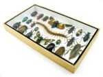 Echte exotische Insekten - Einzelstück - im 3D L-Schaukasten - Wandbild 7-A-L-15 – Bild 5